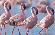 Parc du Molentargius - flamants roses 