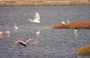 Molentargius Natural Park