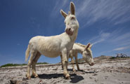 Parc de l’Asinara