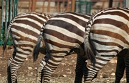 Зоопарк Сафари (Фазано)