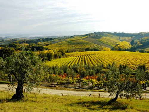 What is Chianti? Chianti hills