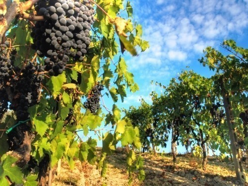 What is Chianti? Chianti vineyard