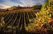 Colline del Chianti