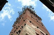 Lucca, Torre dei Guinigi