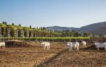 L Andana Tenuta La Badiola L Andana Tenuta La Badiola