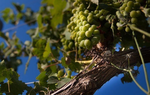 Masseria Amastuola Wine Resort