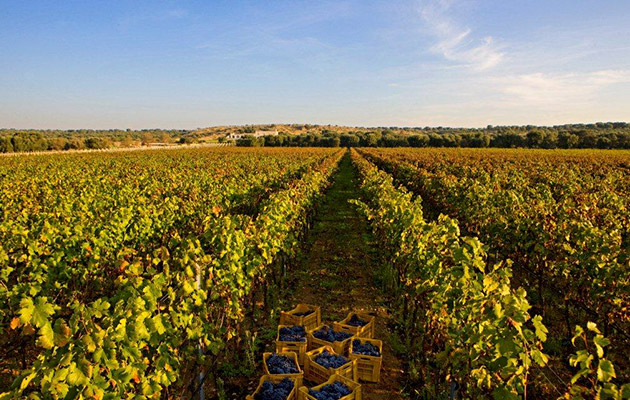 Le Fabriche Masseria in Vigna