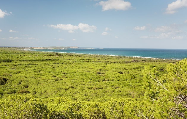 Is Arenas Resort 