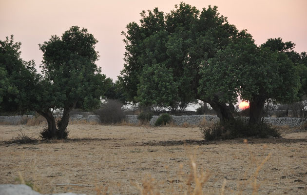 Tenuta Cammarana